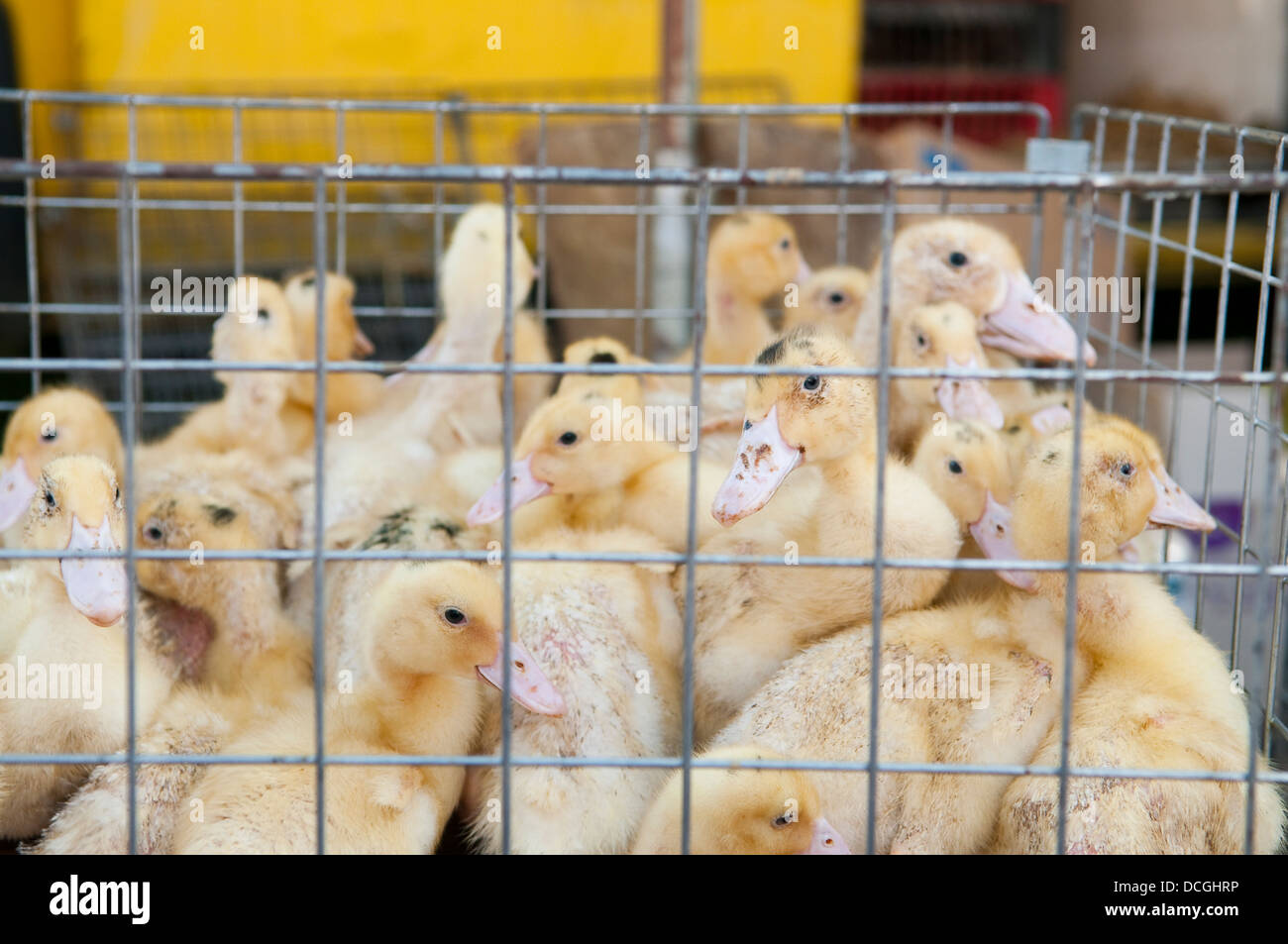 Una gabbia con anatra pulcini per la vendita al mercato degli agricoltori a Wadowice in Polonia. Foto Stock