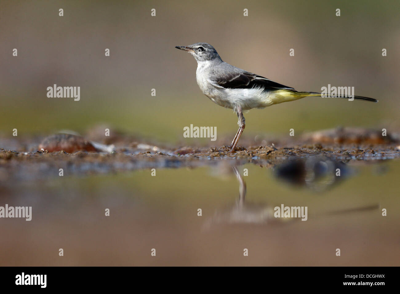 Grigio, wagtail Motacilla cinerea, singolo uccello da acqua, Warwickshire, Agosto 2013 Foto Stock