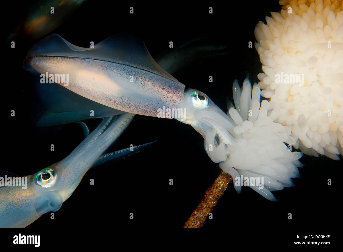 Reef Bigfin squid tendendo le uova lungo una linea di boa, Lembeh strait, Indonesia. Foto Stock