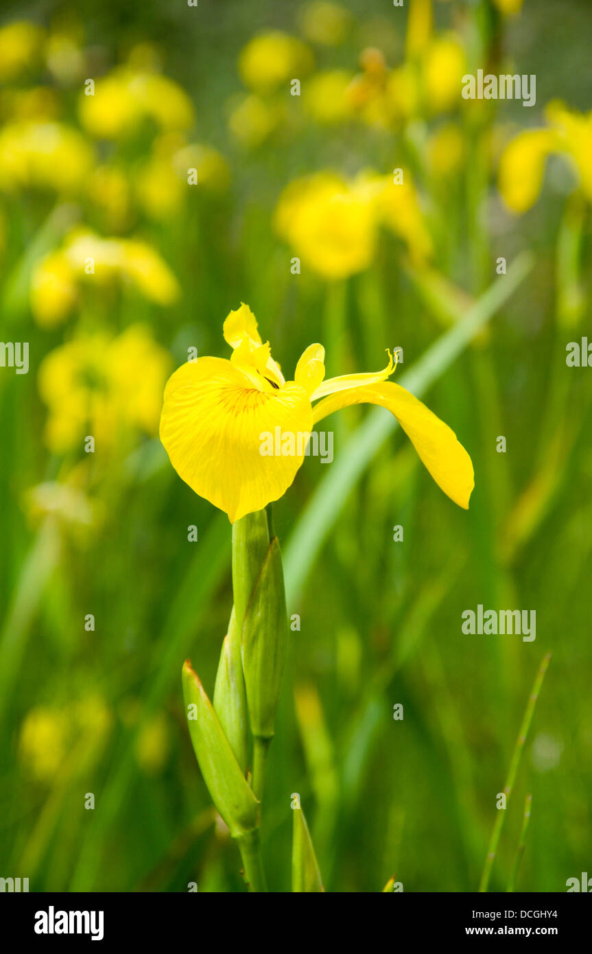 Bandiera gialla Iris Iris pseudacorus kenfig Riserva Naturale Nazionale, Porthcawl, nel Galles del Sud. Foto Stock