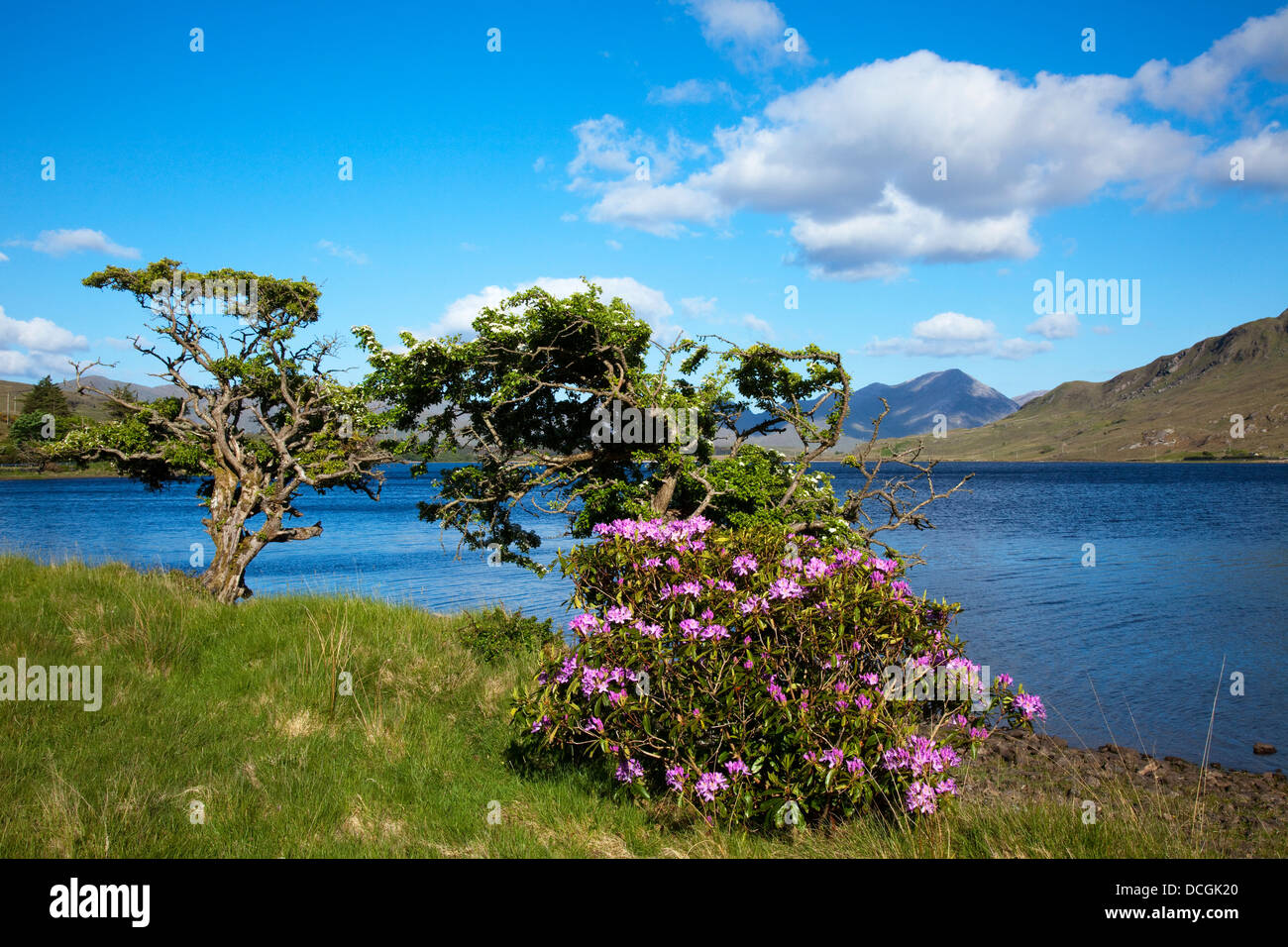 Arbusto a fioritura da Kylemore lago; contea di Galway, Irlanda Foto Stock