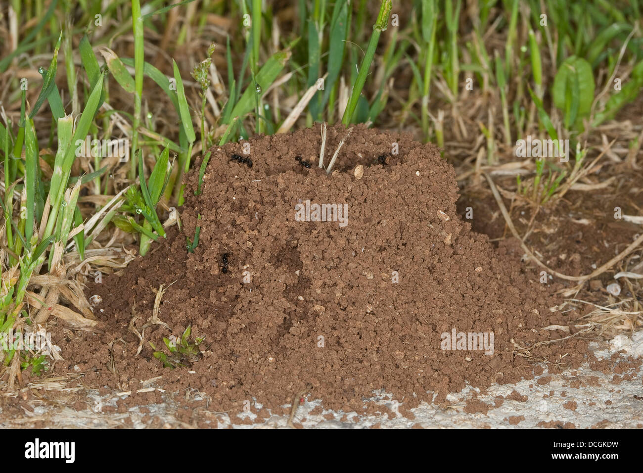 Harvester ant, formiche, formicary, Ernteameise, Getreideameise, Ameisennest, Ameisen-Nest, nido, Messor spec. Foto Stock