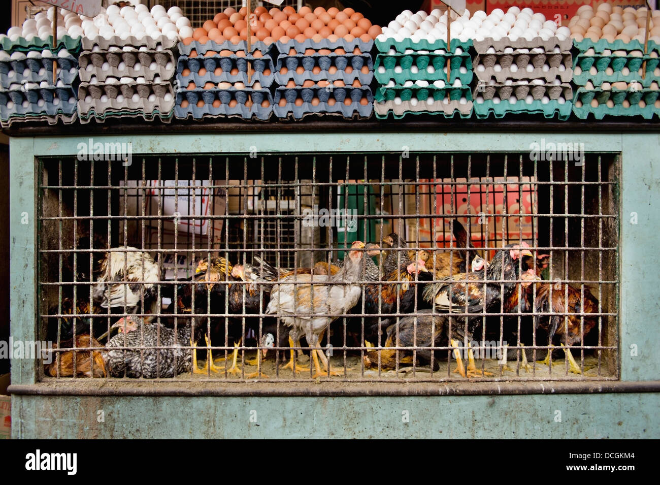 Uova e polli in gabbia, Brasile Foto Stock
