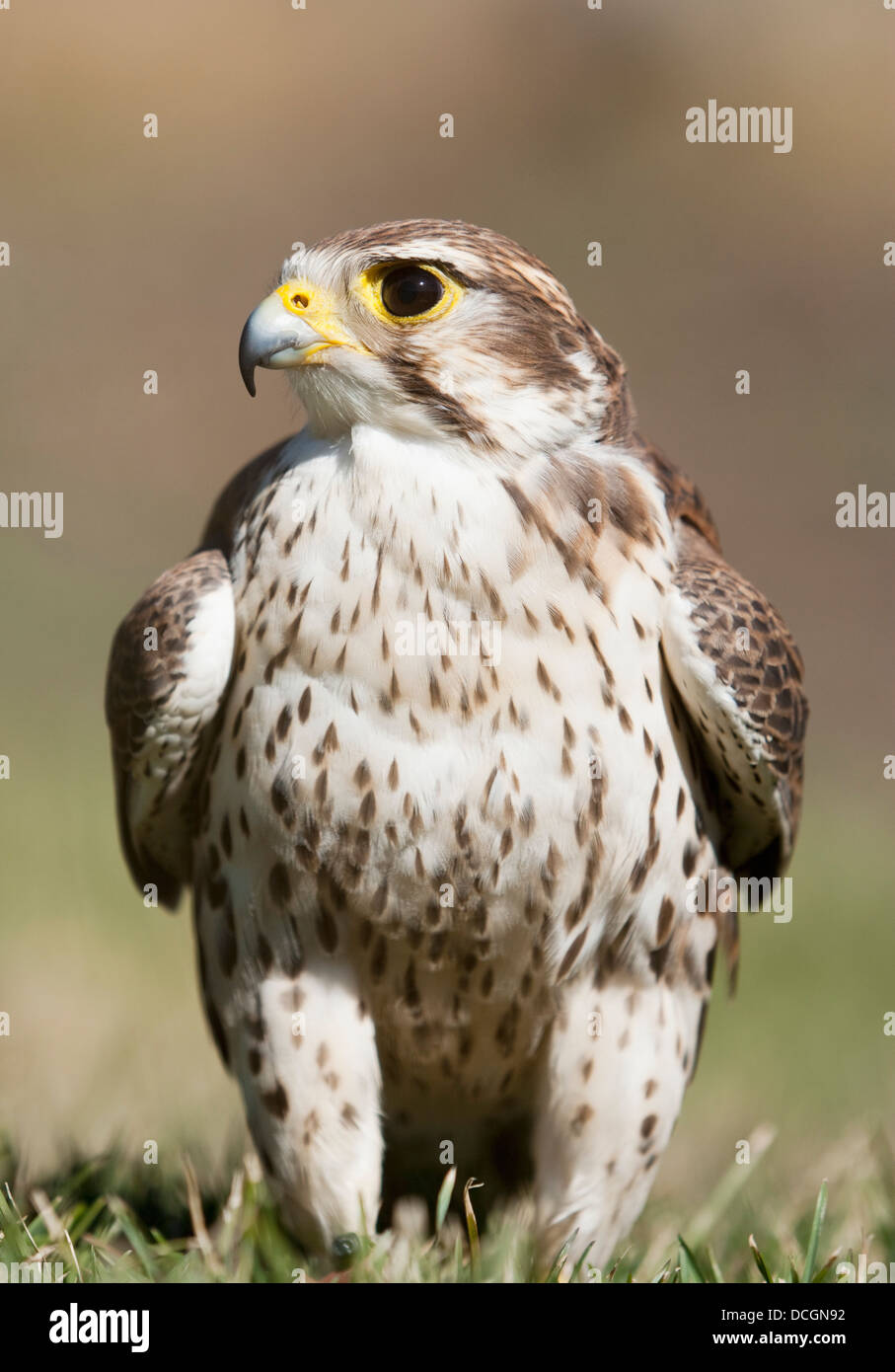 Prairie Falcon Posatoi sulla terra brevemente dopo una battuta di caccia; Montana, Stati Uniti d'America Foto Stock