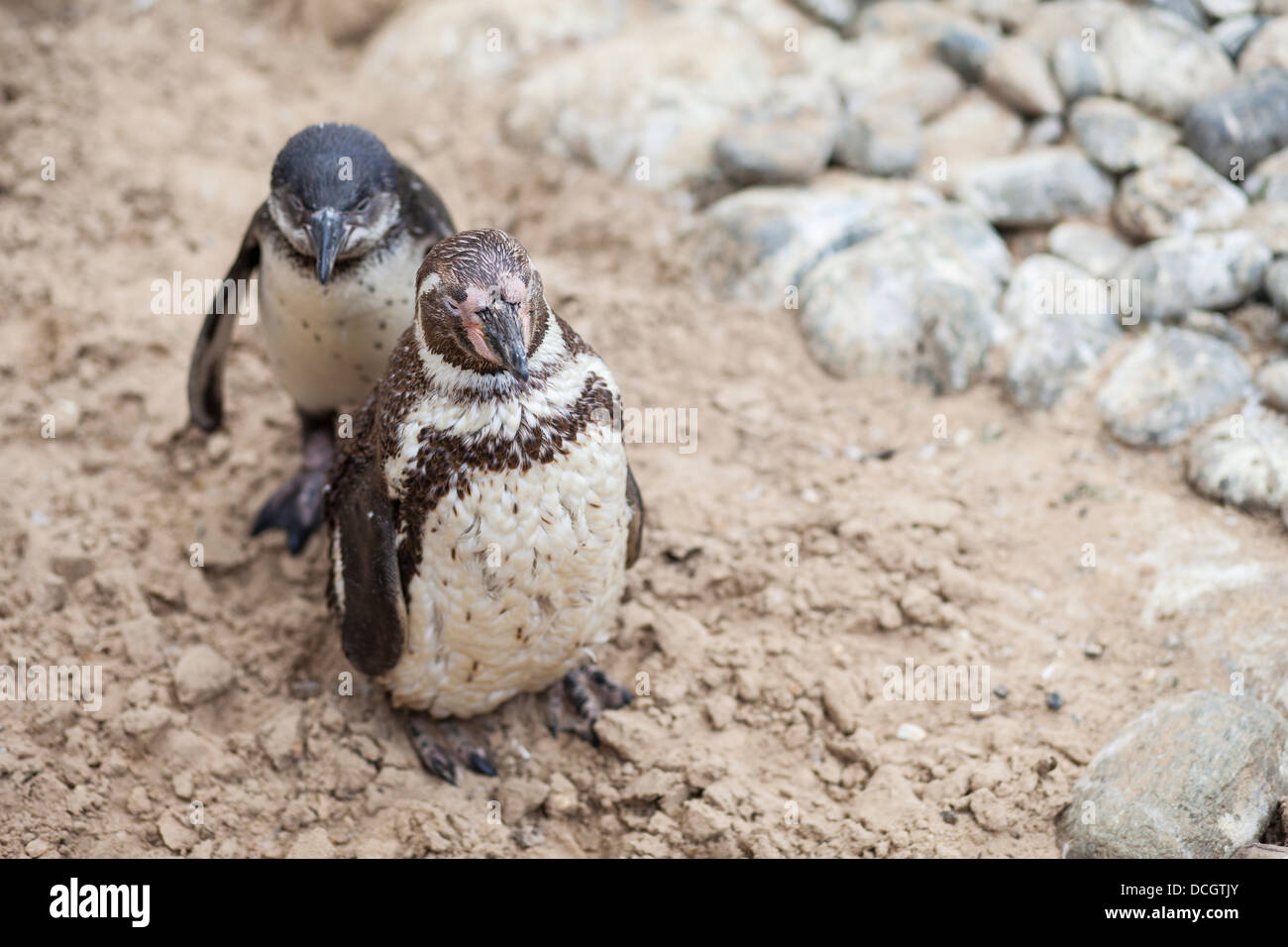 Humboldt's pinguini presso lo zoo di Colchester Foto Stock