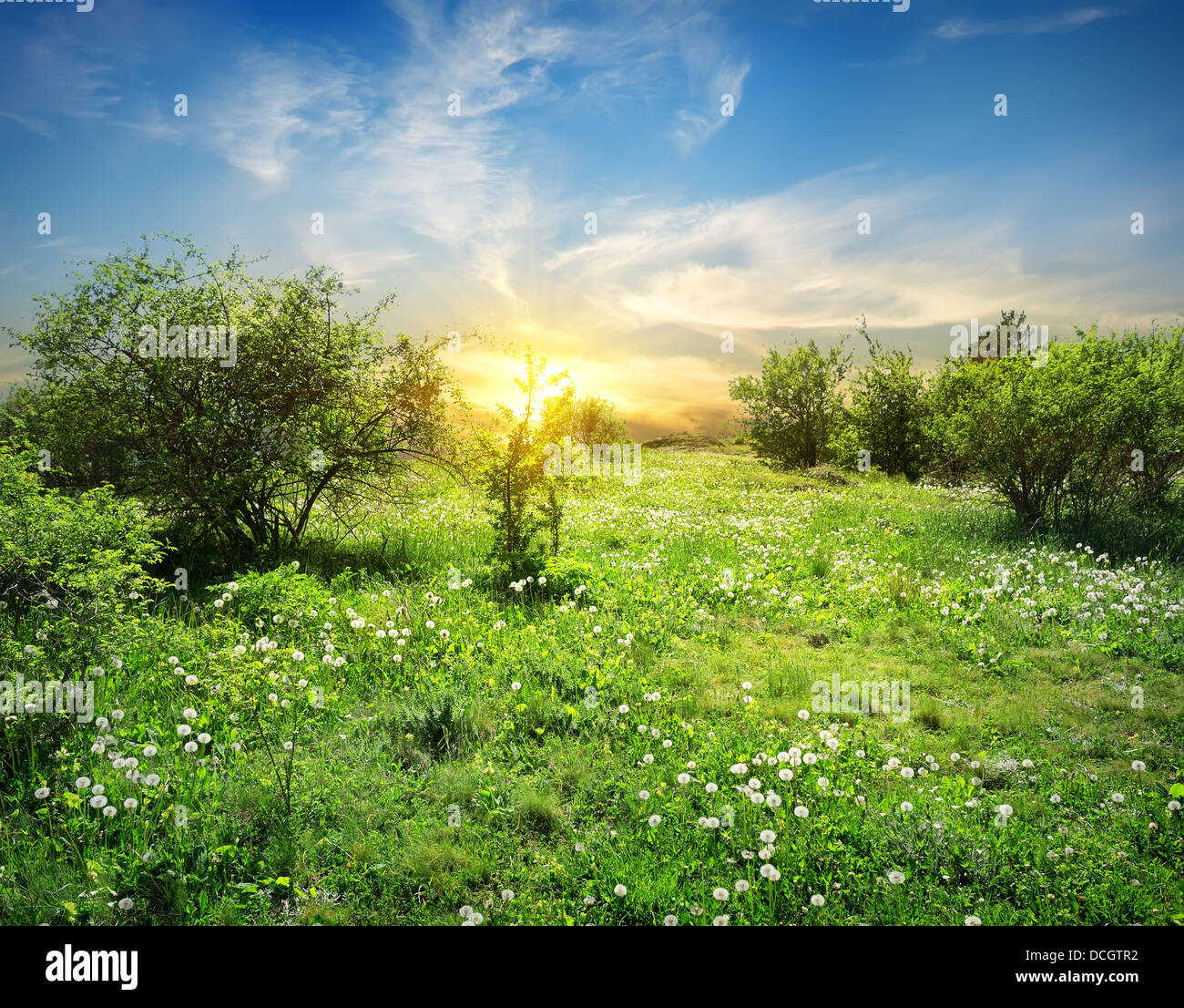 Prato soleggiato con fiori di colore bianco e alberi Foto Stock