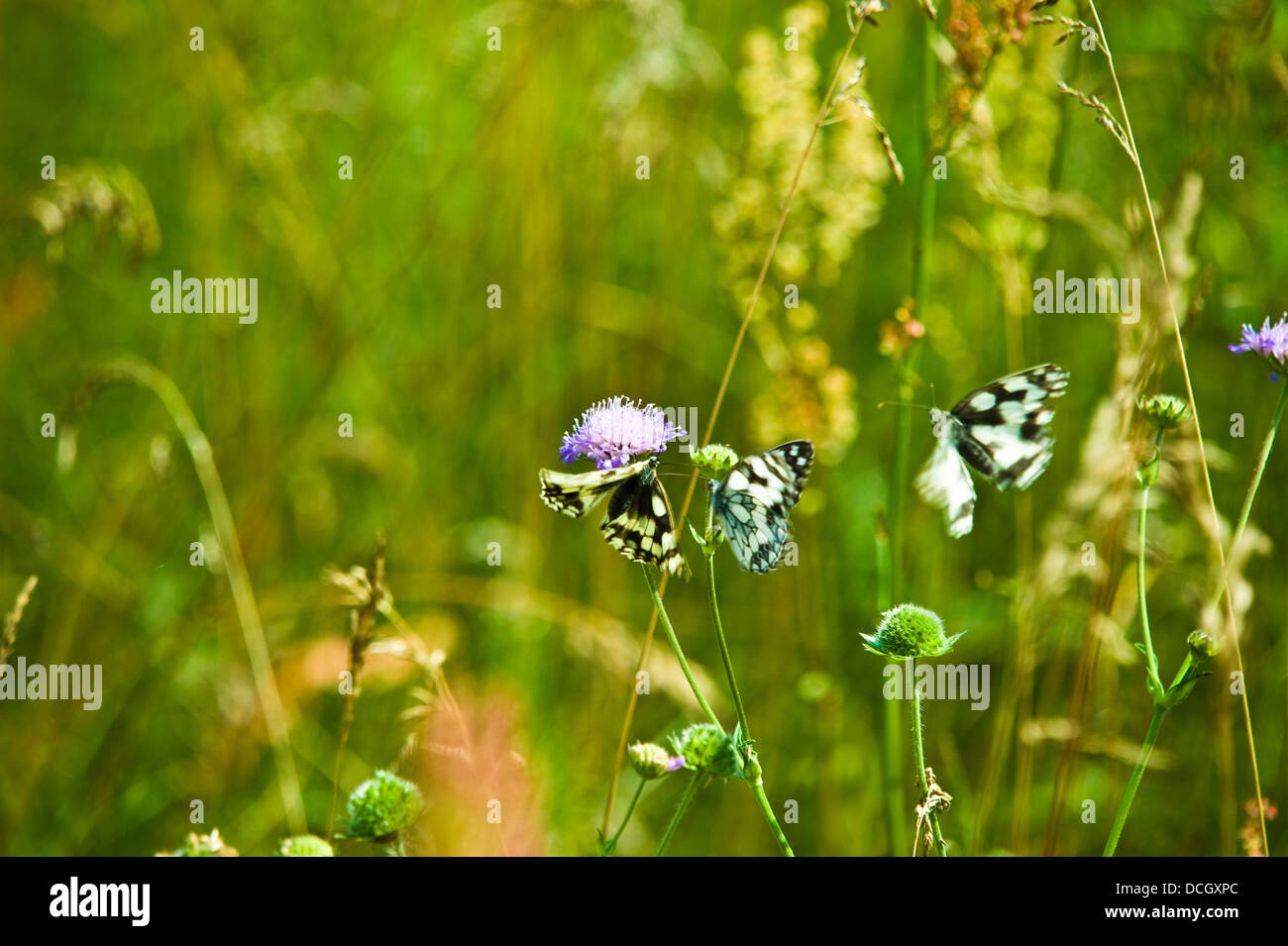 Bagno tre bianchi (Pontia daplidice) volando sui fiori di prato. Foto Stock