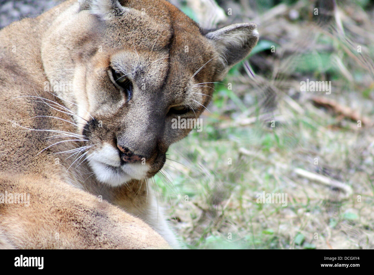 Close up mountain lion toelettatura Foto Stock