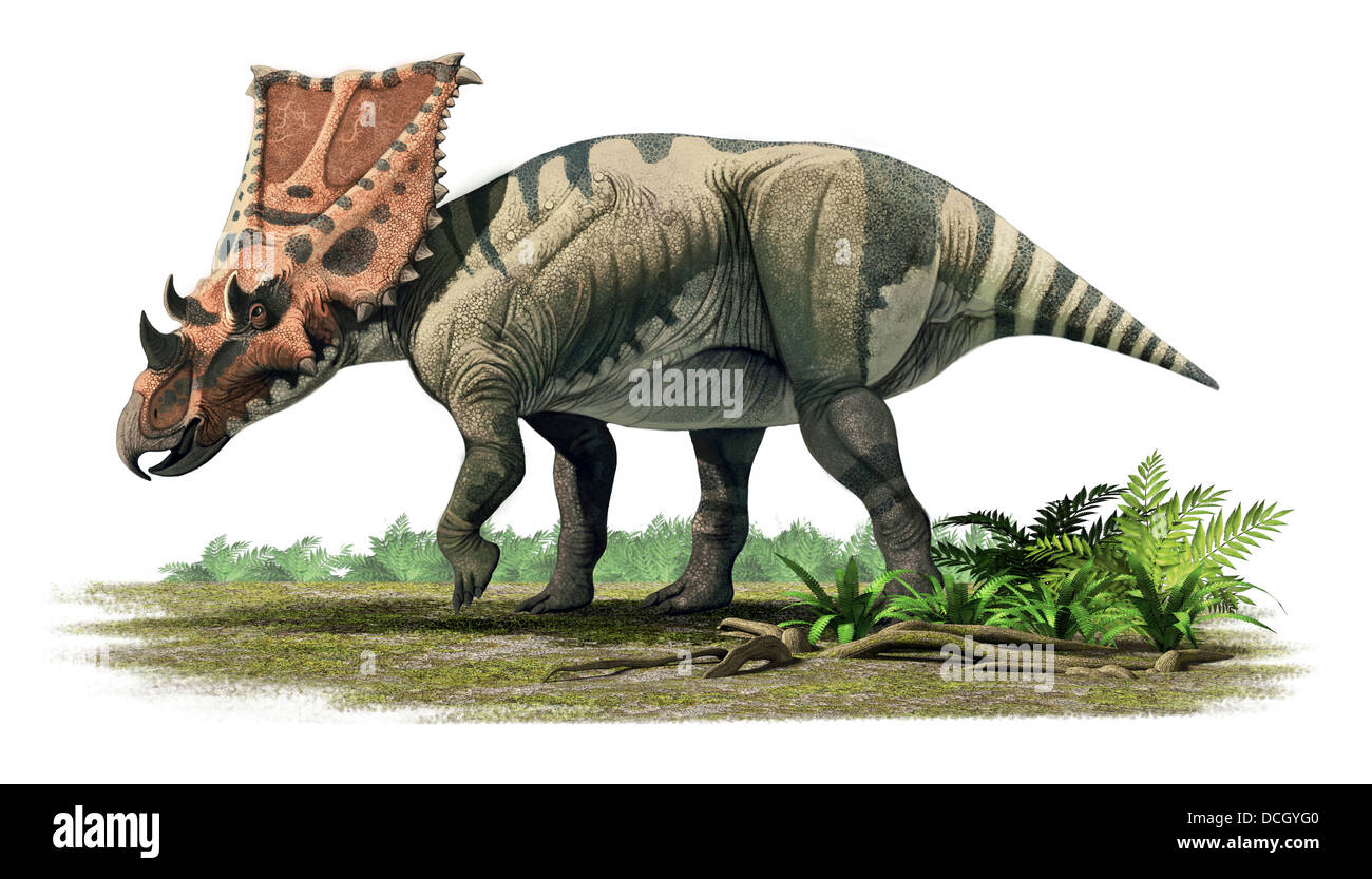 Chasmosaurus belli, un ceratopsian dal Maastrichtian (tardo Cretaceo) del Nord America. Foto Stock