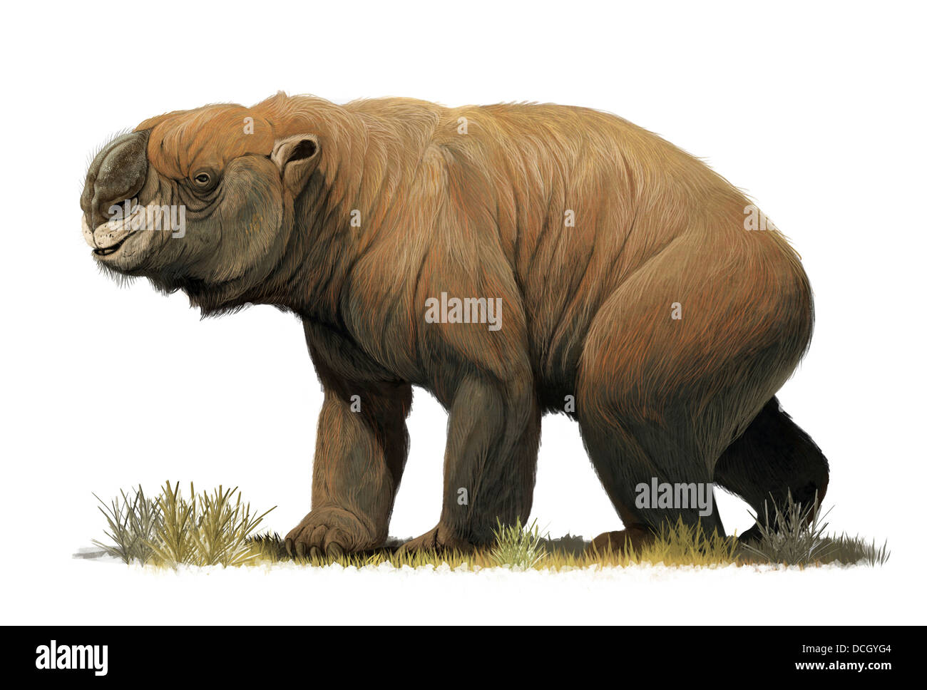 Il più grande marsupiale noto, Diprotodon optatum, dal Pleistocene superiore dell Australia. Foto Stock