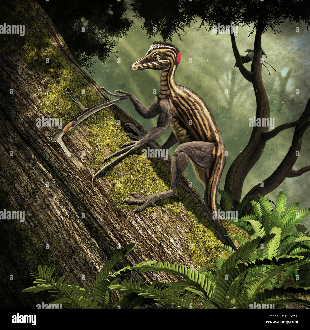 Epidendrosaurus ninchengensis cattura vermi di legno. Foto Stock