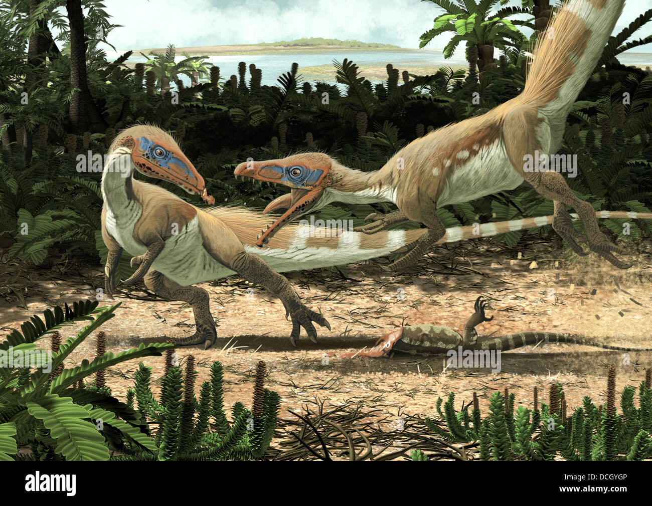 Due Sciurumimus albersdoerferi lottano per la carcassa di una lucertola su uno degli isolotti di Europa durante i primi Jurassic. Foto Stock