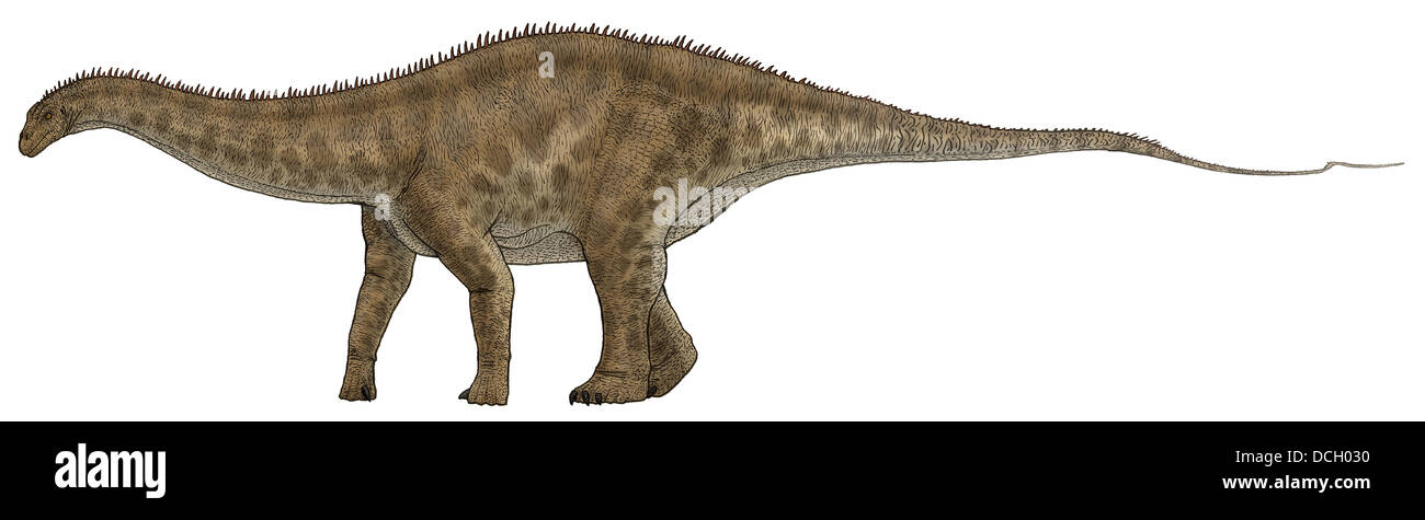 Apatosaurus, un dinosauro sauropod noto anche come Brontosaurus. Foto Stock