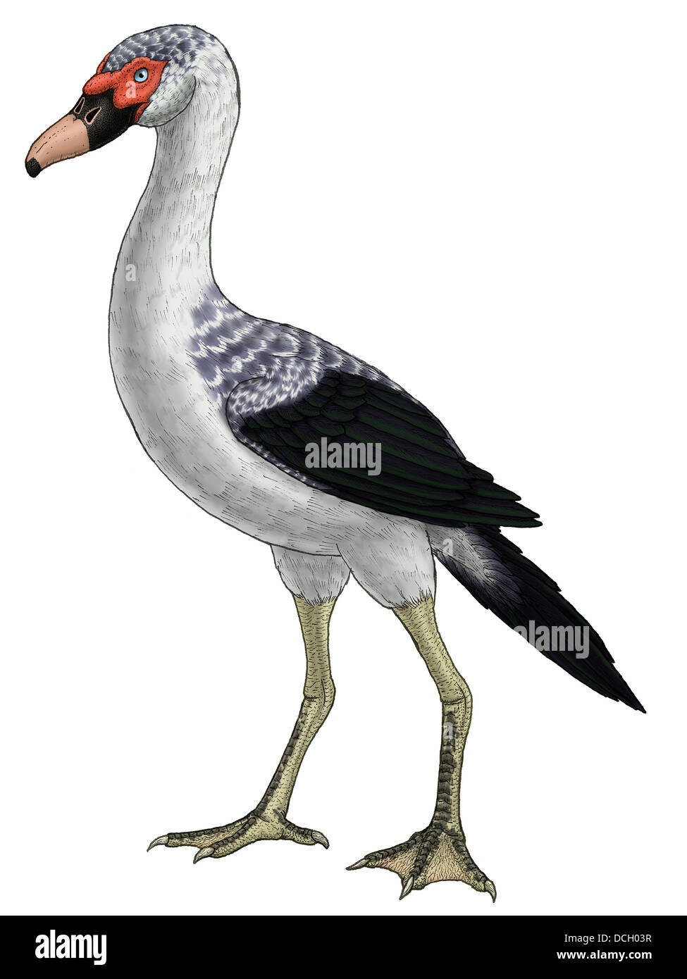 Presbyornis, un genere estinto di anseriform bird, noto anche come il flamingo-anatra. Foto Stock