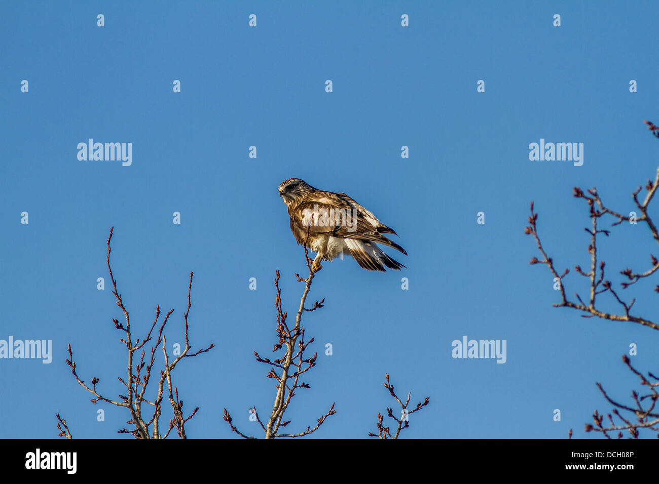 Aquila reale (Aquila chrysaetos) Majestic, colorato, raptor, appollaiato sul ramo di un albero alla ricerca del suo habitat per gli alimenti. Foto Stock