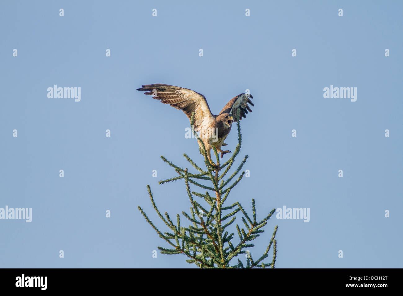 Swainson's Hawk (Buteo swainsoni) con la piena diffusione ali, chiamando dopo un volo e atterraggio su albero, Cochrane, Alberta, Canada Foto Stock