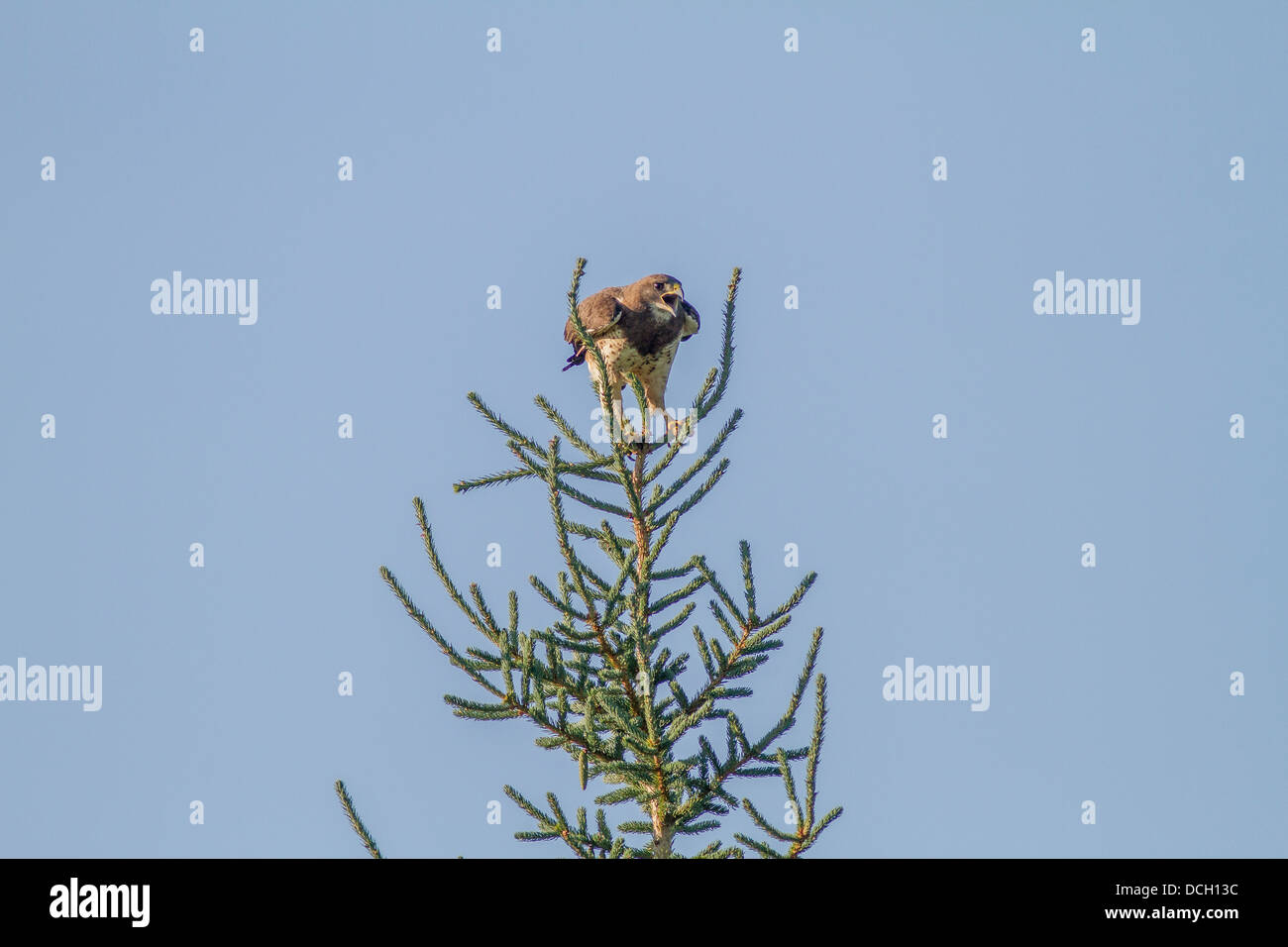 Swainson's Hawk (Buteo swainsoni) chiamate dopo un volo e atterraggio su tree top, vicino Cocharne, Alberta, Canada Foto Stock