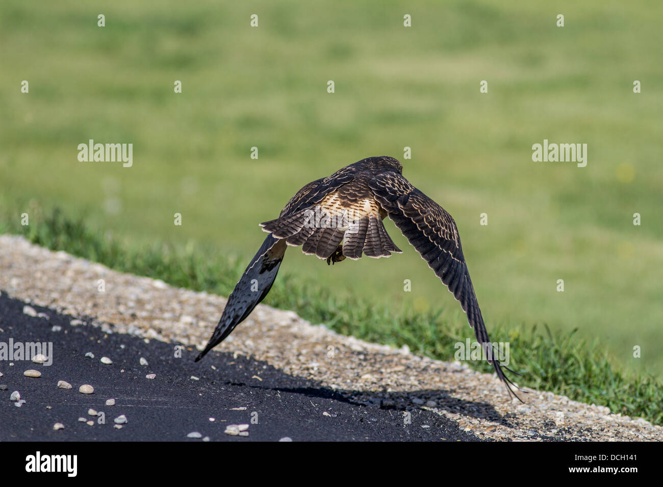 Swainson's Hawk (Buteo swainsoni) capretti. In azione di volo, come si decolla da strada. Strathmore, Alberta, Canada Foto Stock