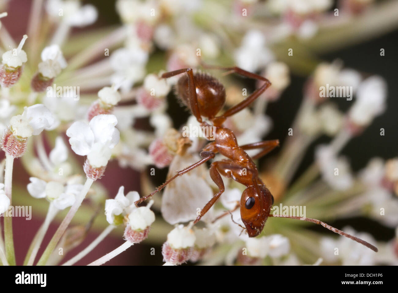 Formica (Formica pallidefulva) sul fiore Foto Stock