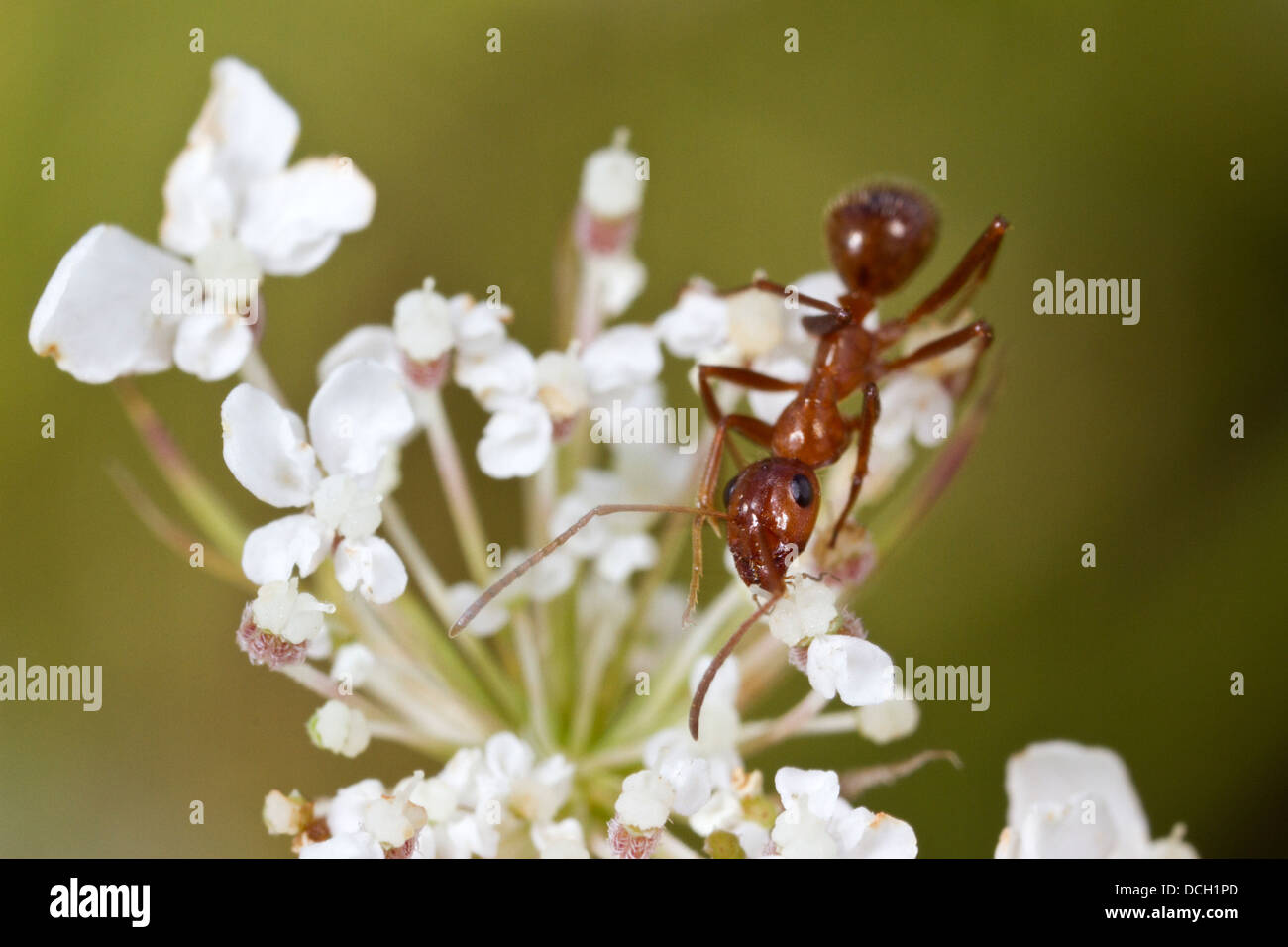 Formica (Formica pallidefulva) sul fiore Foto Stock