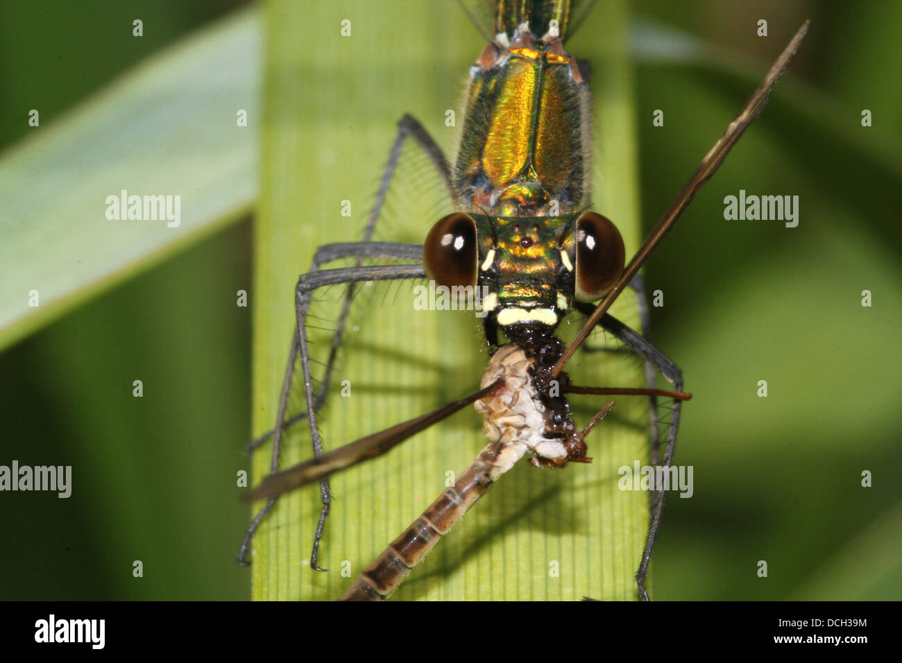 Dettagliato di close-up di una femmina di nastrare Demoiselle (Calopteryx splendens) damselfly alimentazione su una preda ha catturato Foto Stock