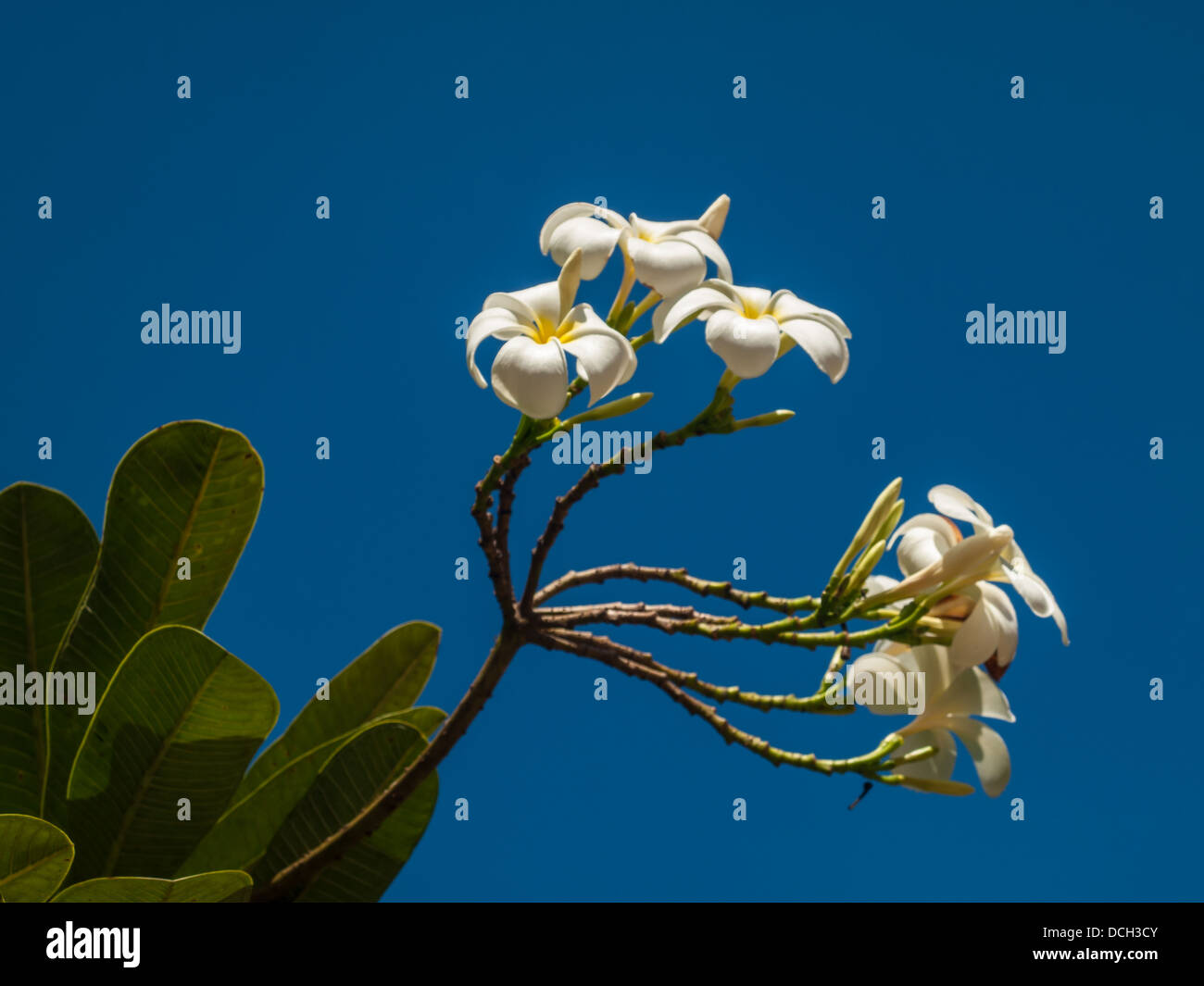 Il Frangipani con cielo bianco in Asia Foto Stock