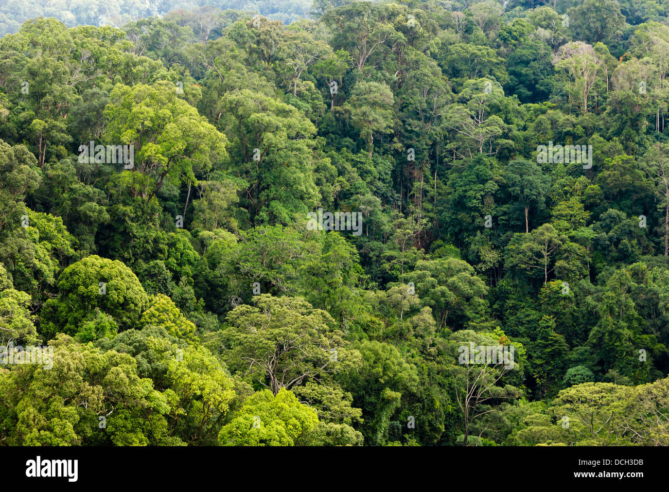 Alti alberi della foresta pluviale primaria Foto Stock