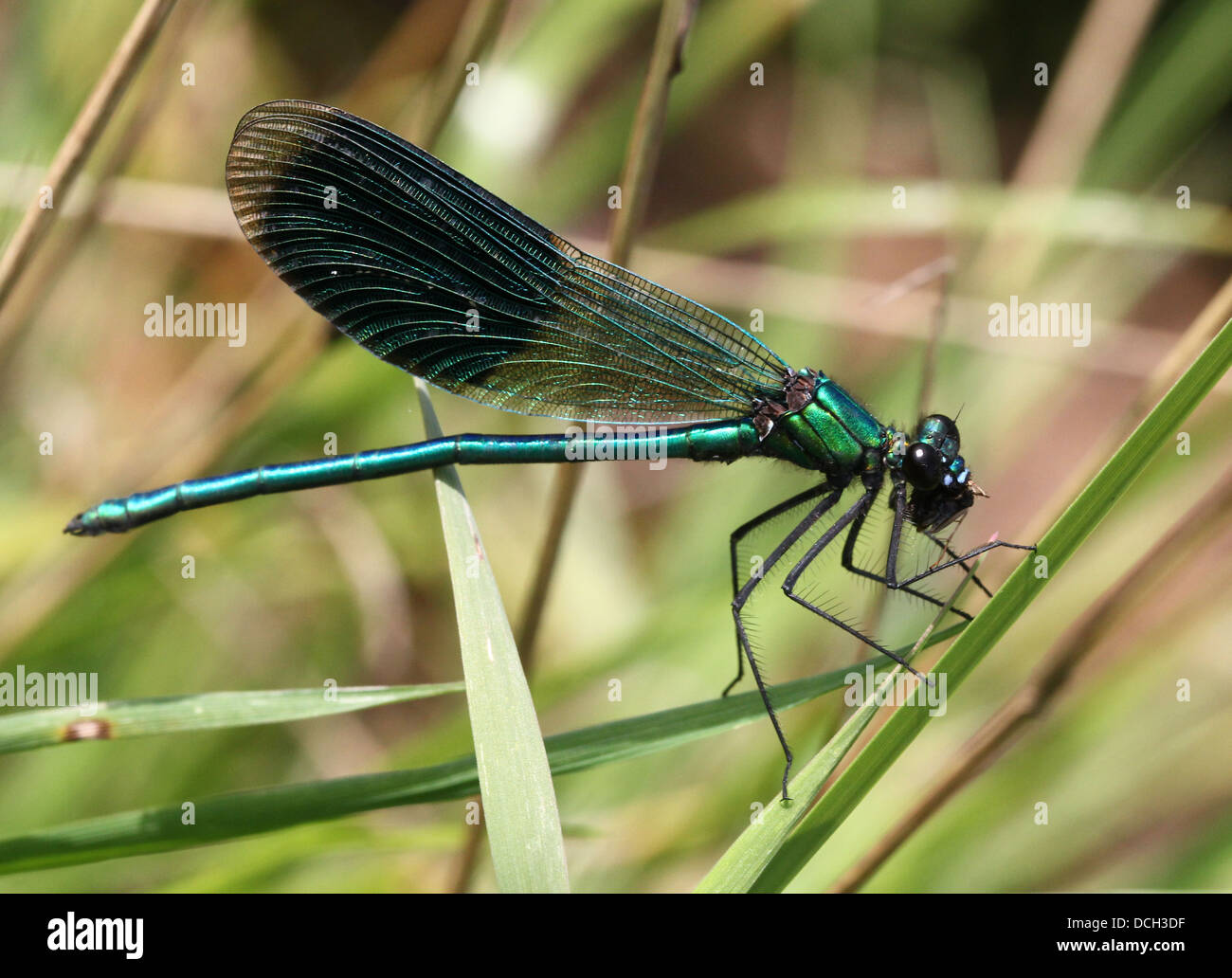 Dettagliato di close-up di un maschio di nastrare Demoiselle (Calopteryx splendens) damselfly Foto Stock