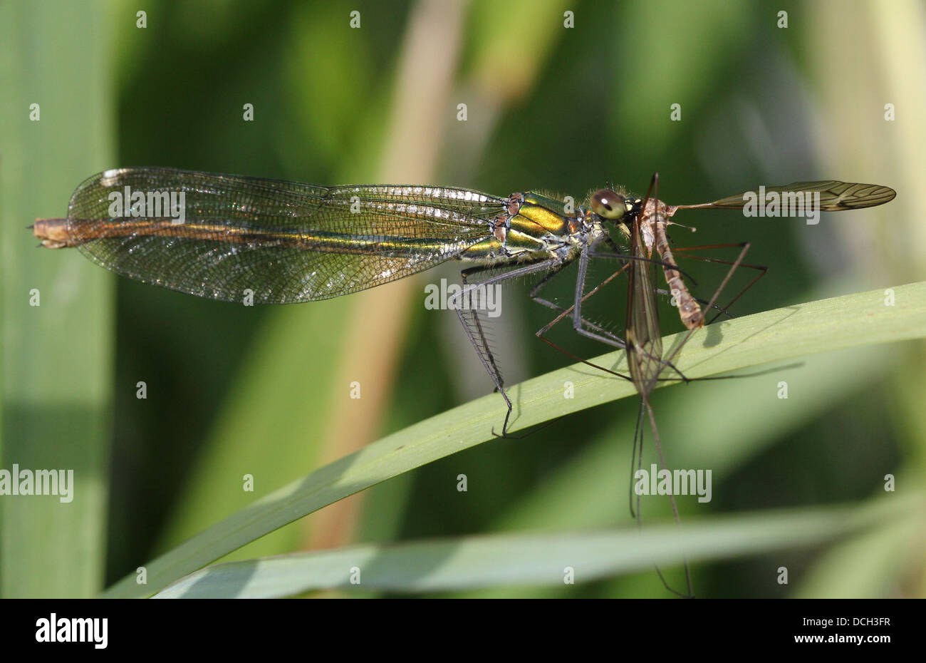 Dettagliato di close-up di una femmina di nastrare Demoiselle (Calopteryx splendens) damselfly alimentazione su una preda ha catturato Foto Stock