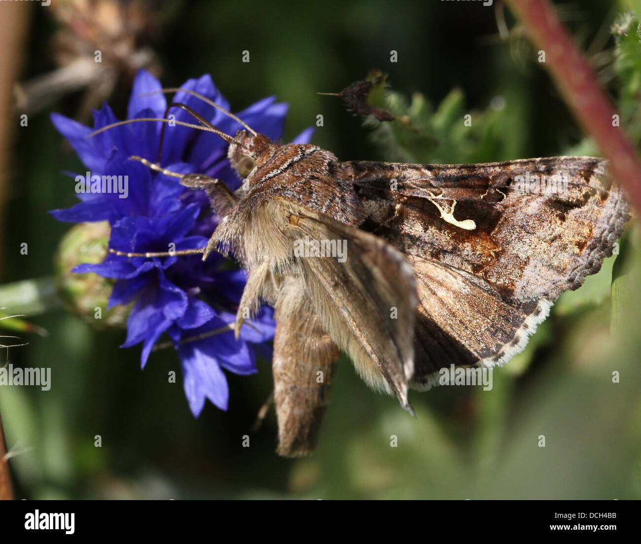 Argento Y (Autographa gamma) Moth su una serie impressionante di più di quindici diversi fiori colorati (100+ immagini in serie) Foto Stock