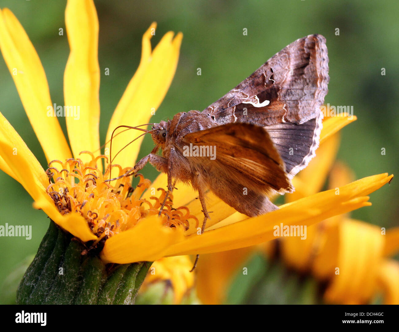 Argento Y (Autographa gamma) Moth su una serie impressionante di più di quindici diversi fiori colorati (100+ immagini in serie) Foto Stock