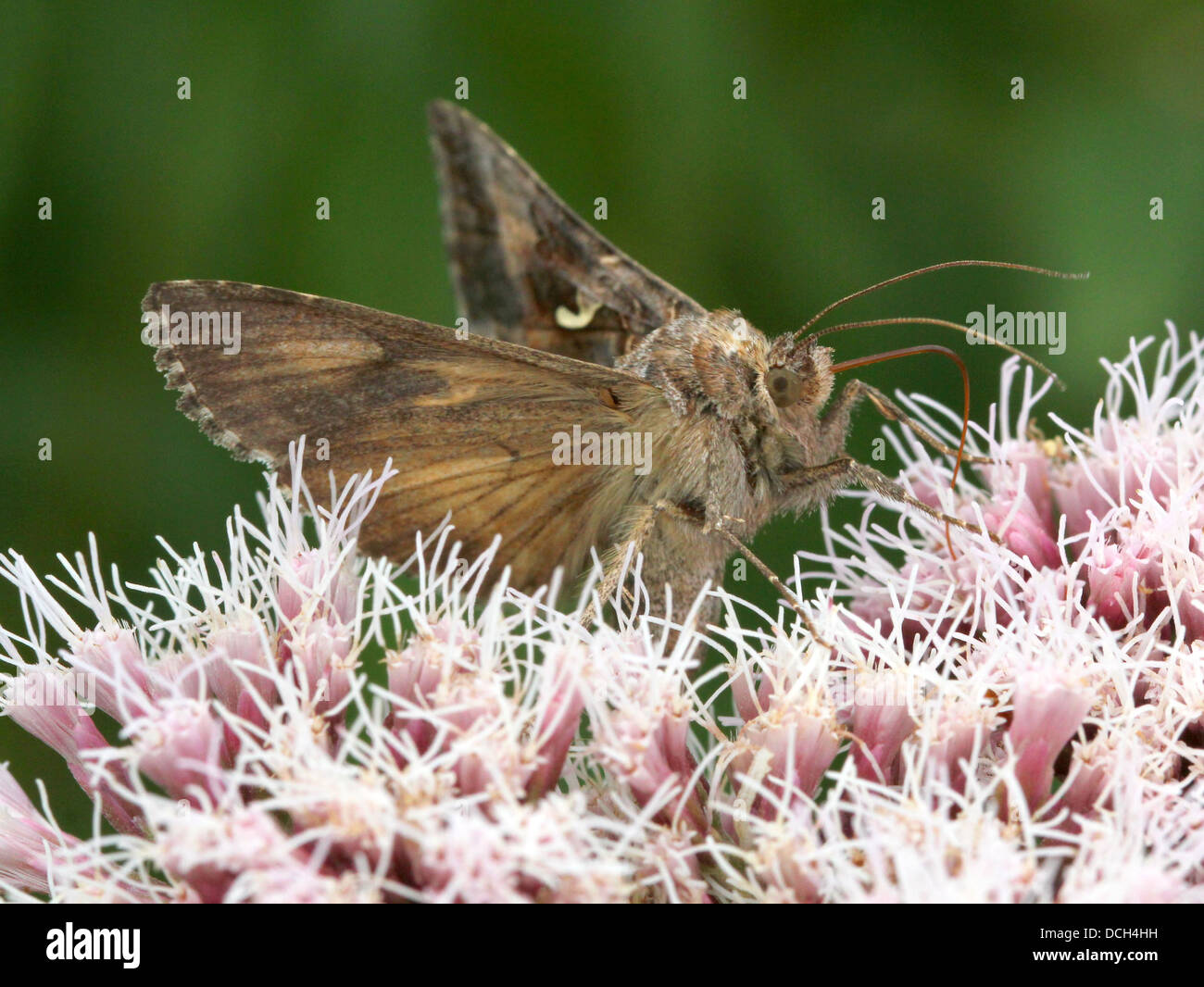 Argento Y (Autographa gamma) Moth su una serie impressionante di più di quindici diversi fiori colorati (100+ immagini in serie) Foto Stock