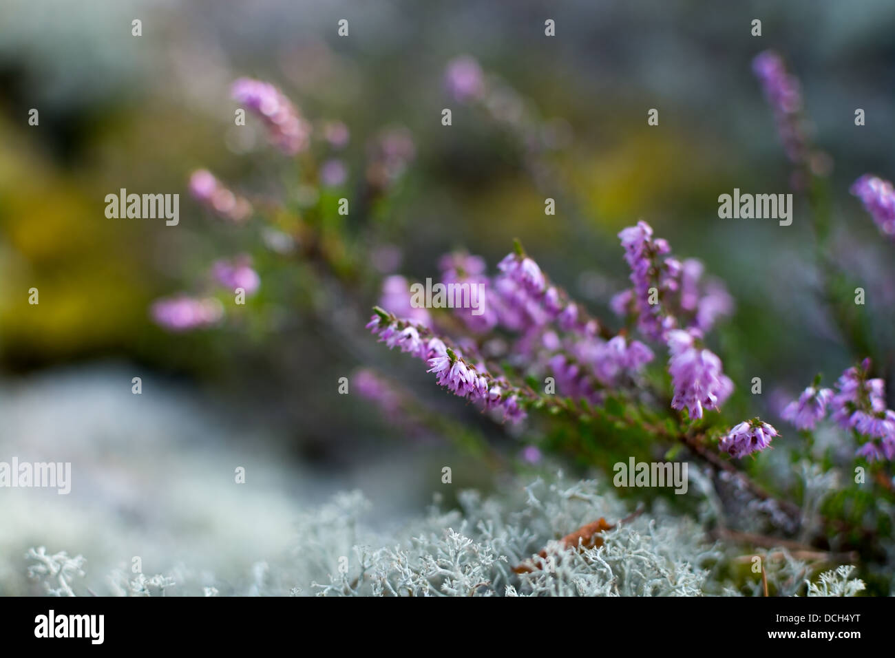 Heather e moss (Calluna vulgaris) Foto Stock