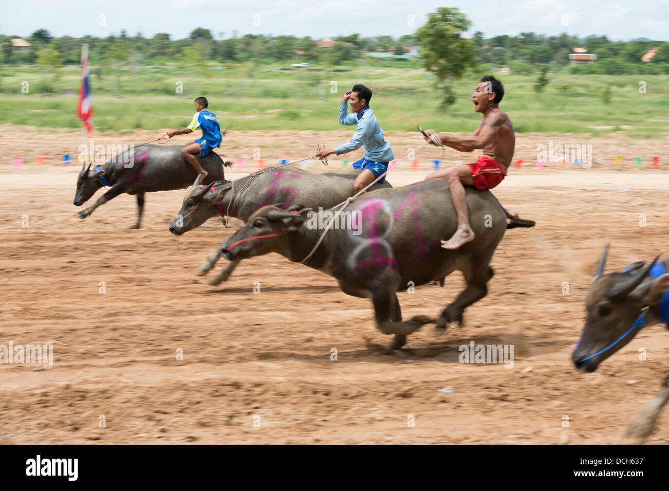 Immagini da un bufalo Racing Festival tenutosi in Chonburi provincia della Thailandia. Il 18 agosto 2013. Stephen Ford. Foto Stock