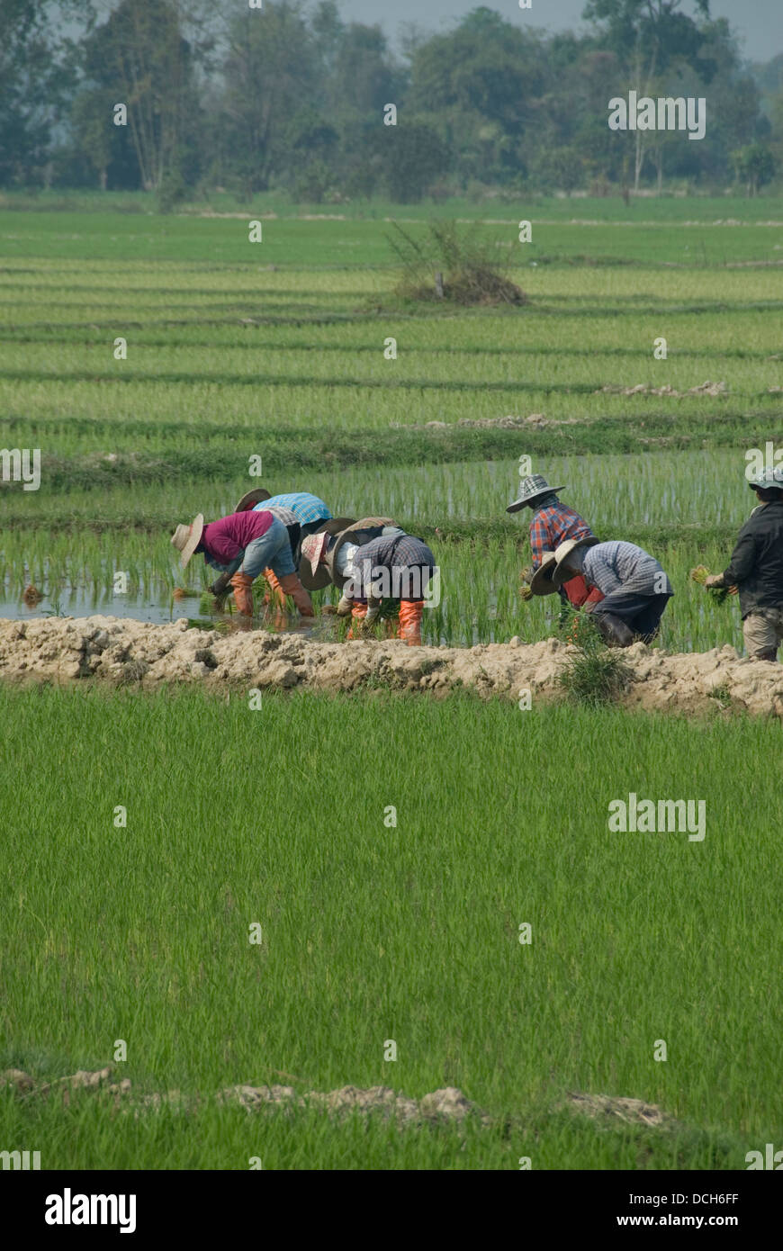 Il riso gli agricoltori che lavorano in un campo nella provincia di Chiangrai Foto Stock