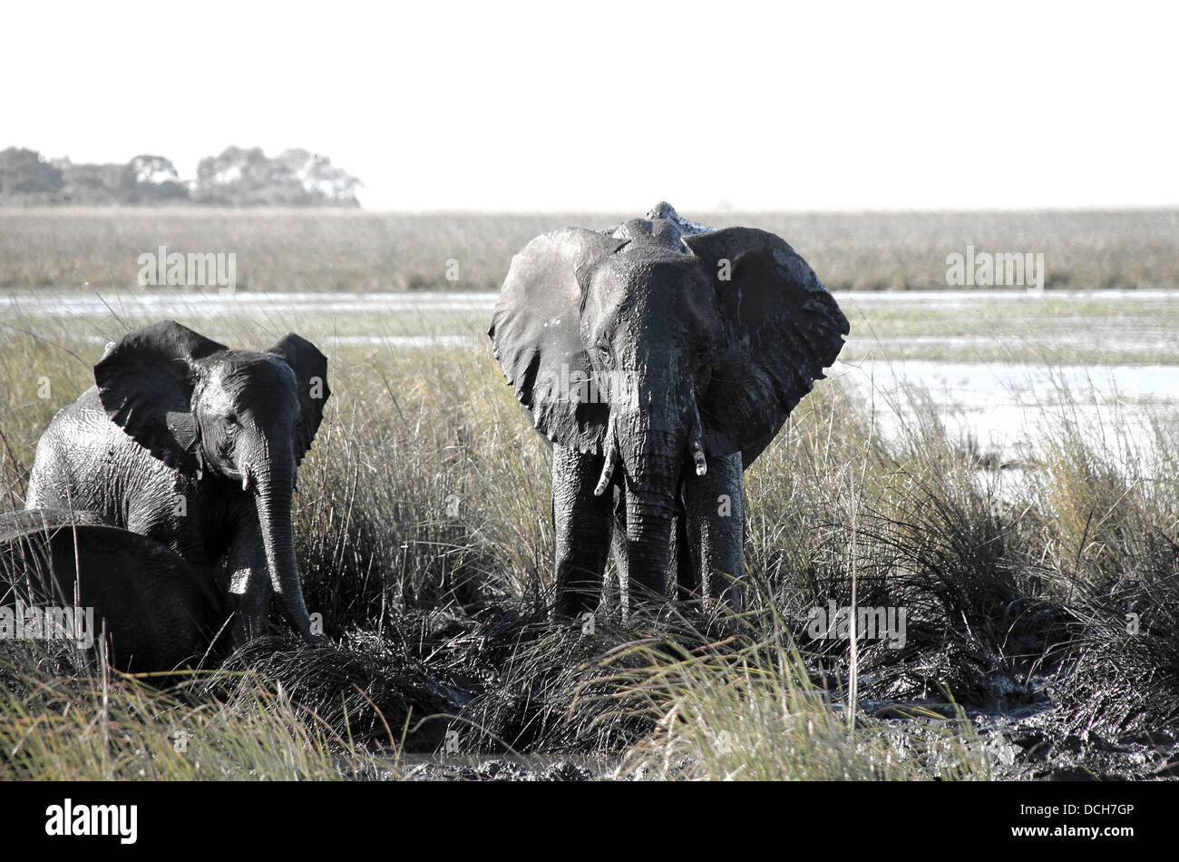 Gli elefanti in piedi nel fango, fiume Chobe, Botswana Foto Stock