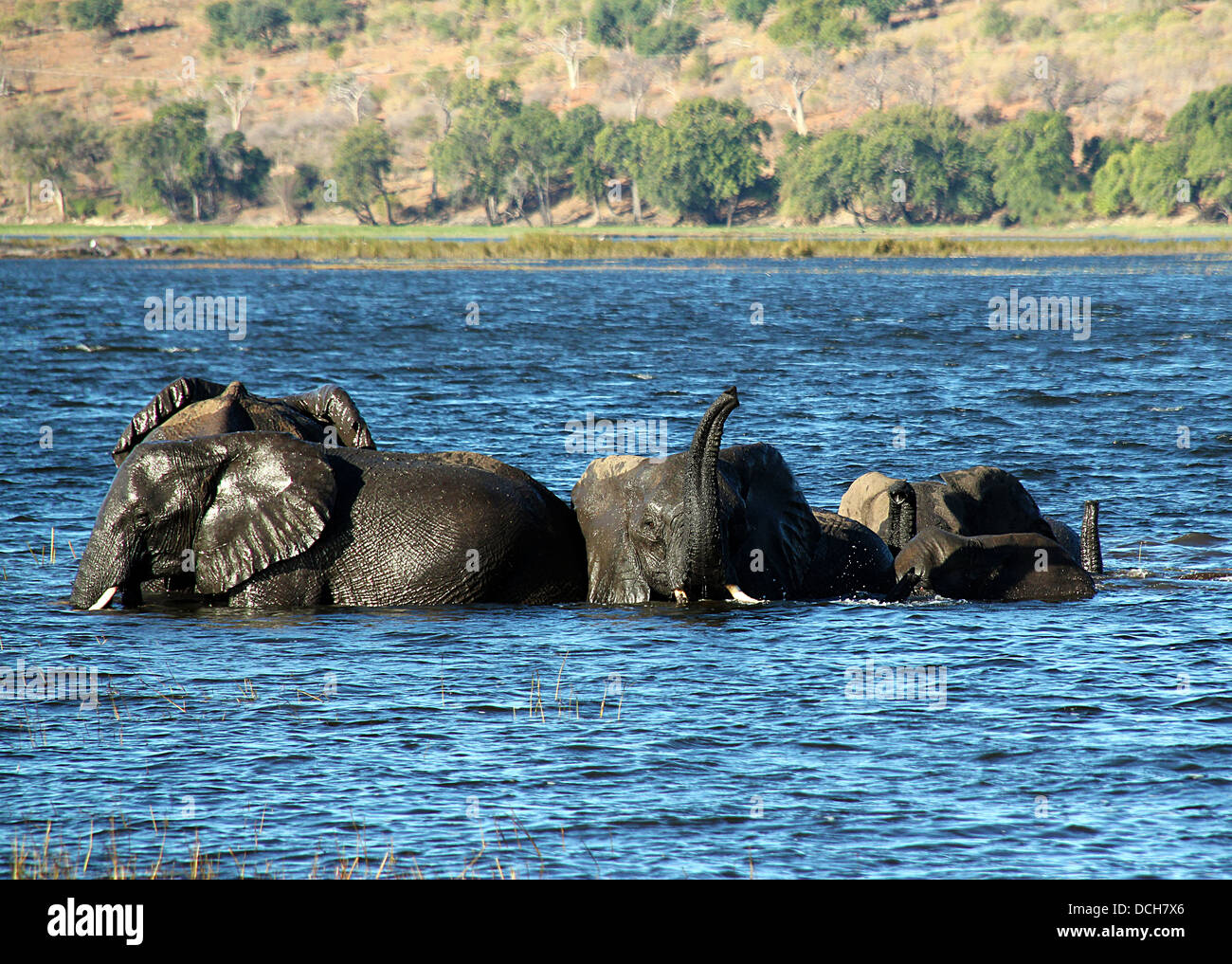 Gli elefanti africani prendere un bagno nel fiume Chobe, Botswana Foto Stock
