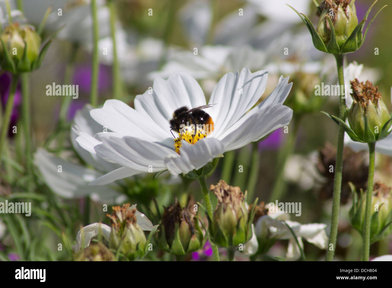 Un ape su una margherita durante il processo di impollinazione Foto Stock