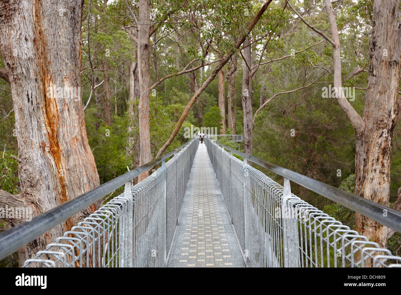 Valle dei Giganti, Treetop a piedi, Australia occidentale Foto Stock