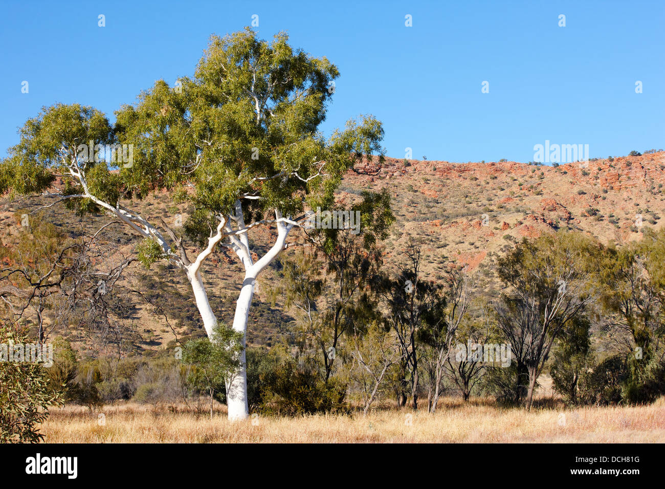 Eucalipto, gum tree, il Parco del Deserto Alice Springs, Australia Foto Stock