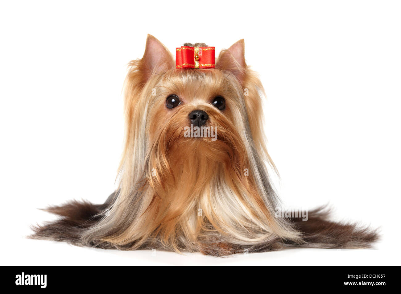 La Yorkshire Terrier di mostrare la classe Foto Stock