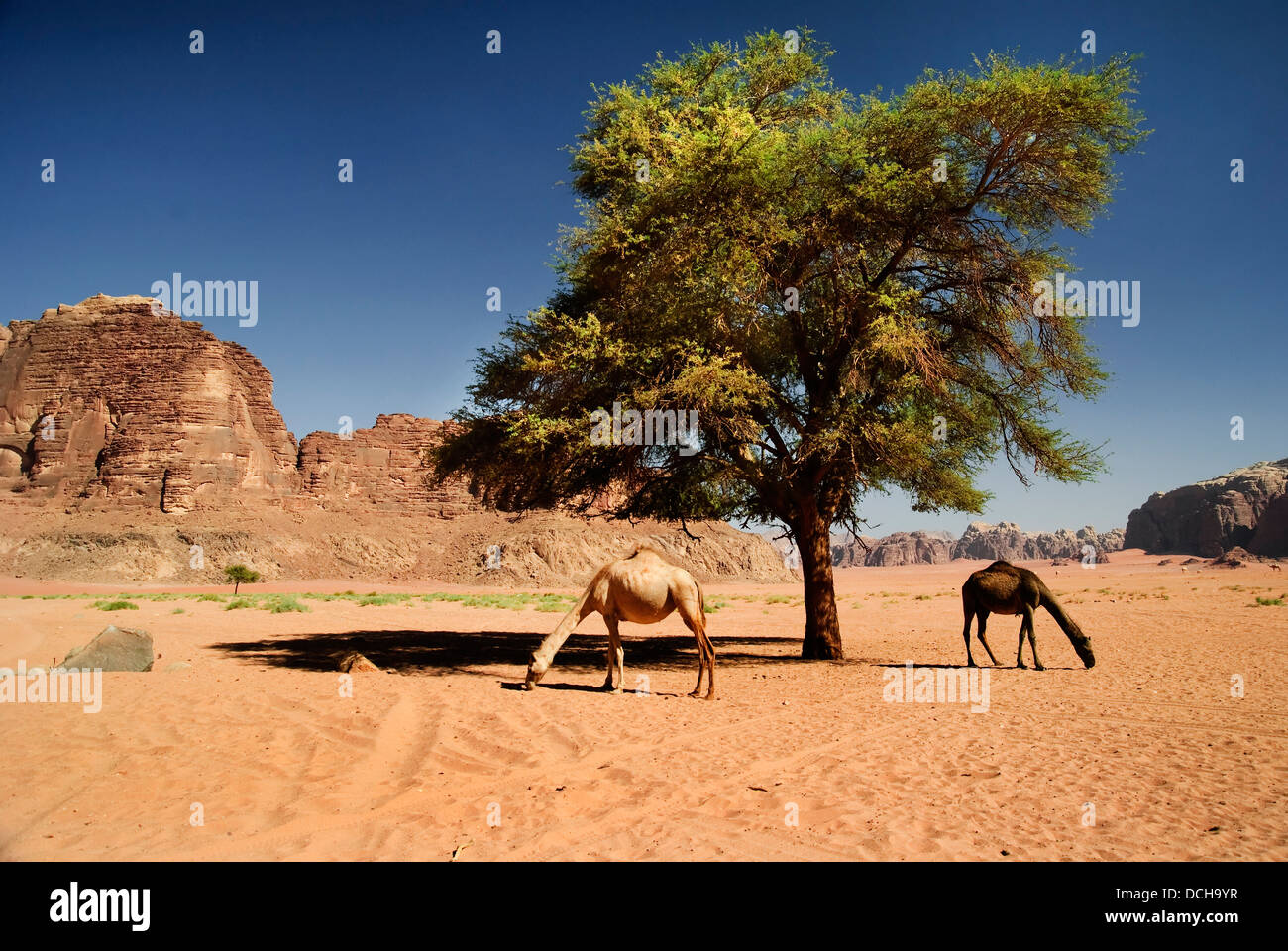 Due cammelli nel deserto di Wadi Rum, Giordania Foto Stock