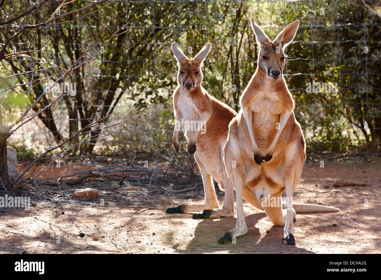 Kangaroo (Macropus Rufus) presso il Parco del Deserto Alice Springs, Australia Foto Stock