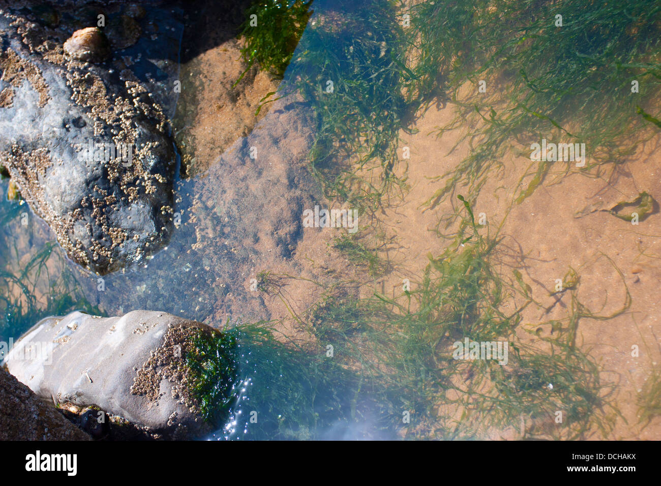 Tipico rockpool con alghe marine e pesci piccoli su una spiaggia del Regno Unito Foto Stock