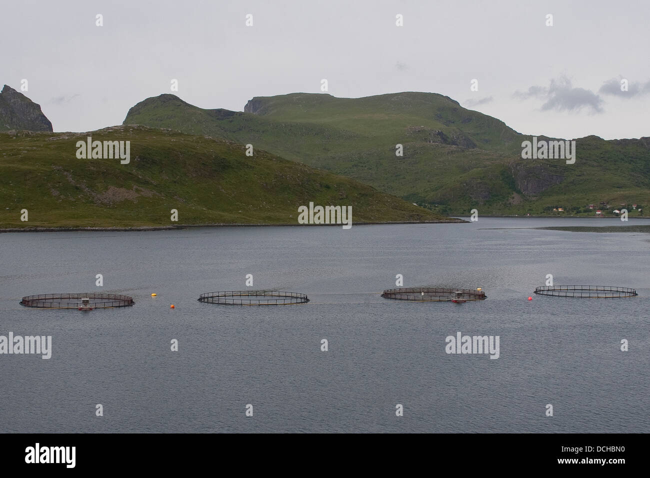 La pesca, pesca, salmone, acquacoltura, lachszucht, aquakultur, aqua-kultur, lachsfarming, fischerei Foto Stock