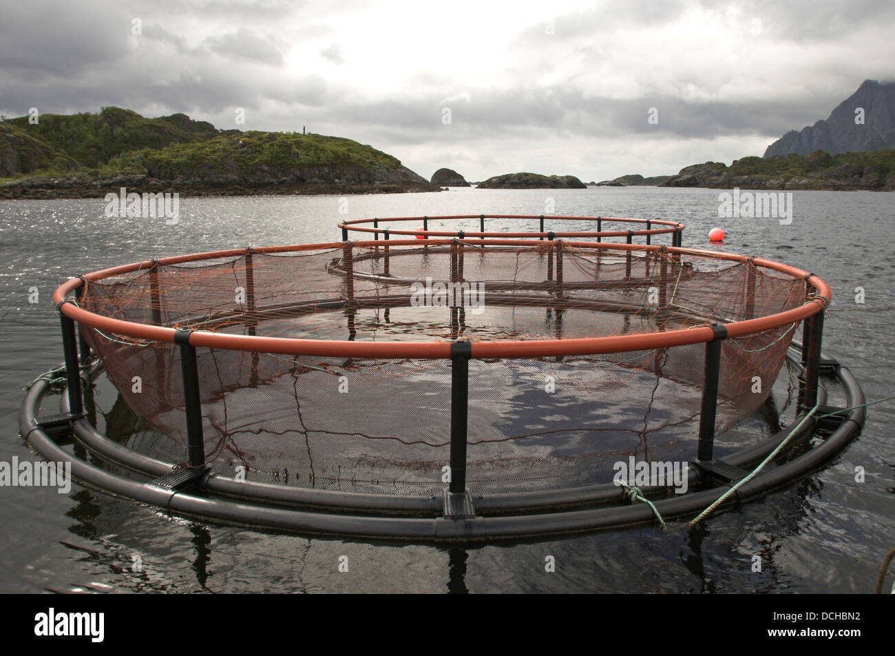 La pesca, pesca, salmone, acquacoltura, lachszucht, aquakultur, aqua-kultur, lachsfarming, fischerei Foto Stock