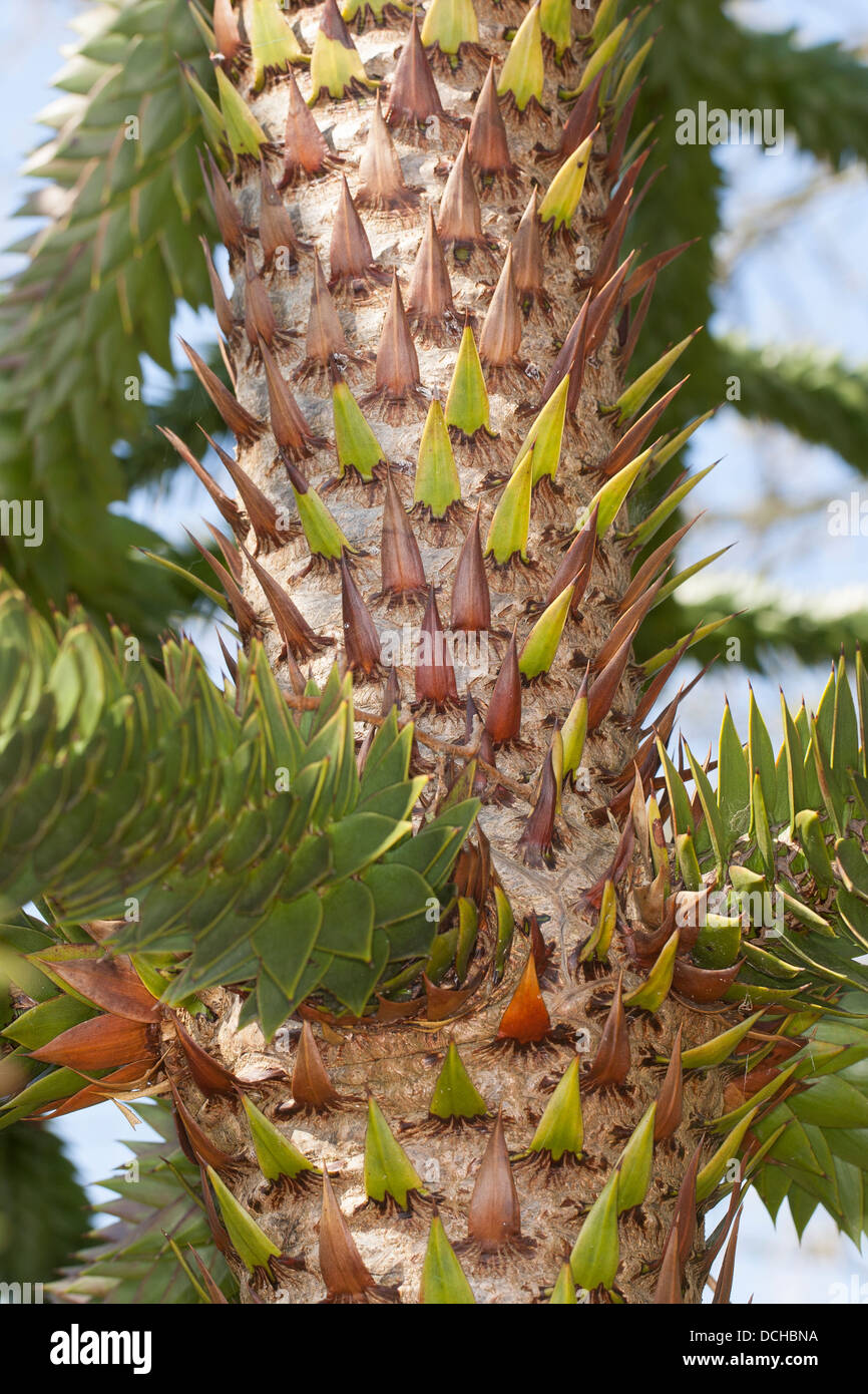 Albero puzzle scimmia, coda scimmia, pino cileno, Araukarie cileno, Andentanne, Araucaria araucana, Araucaria chilensis Foto Stock