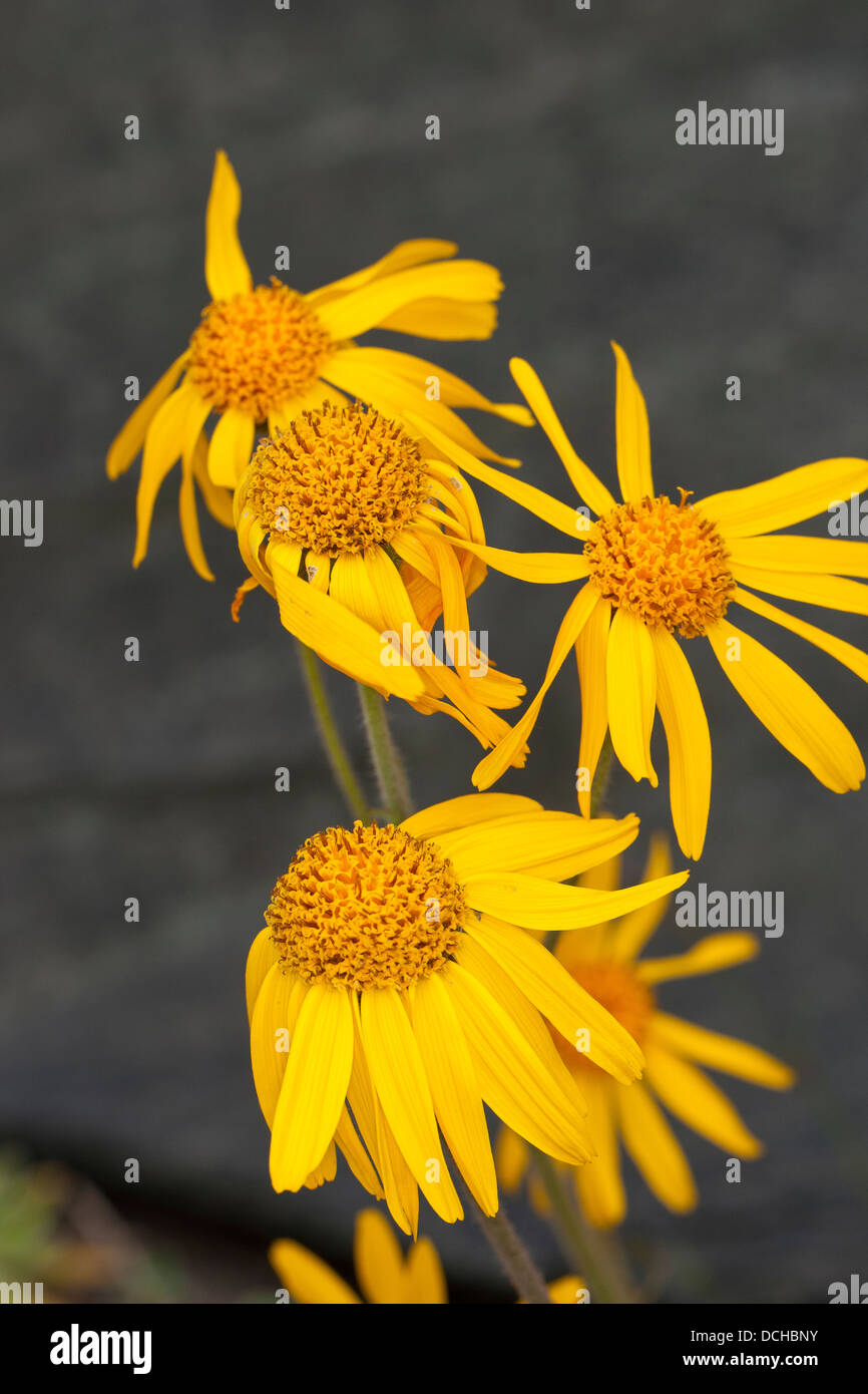 Arnica, Leopard's Bane, lupo's bane, montagna tabacco, echte arnika, bergwohlverleih, berg-wohlverleih, arnica montana Foto Stock
