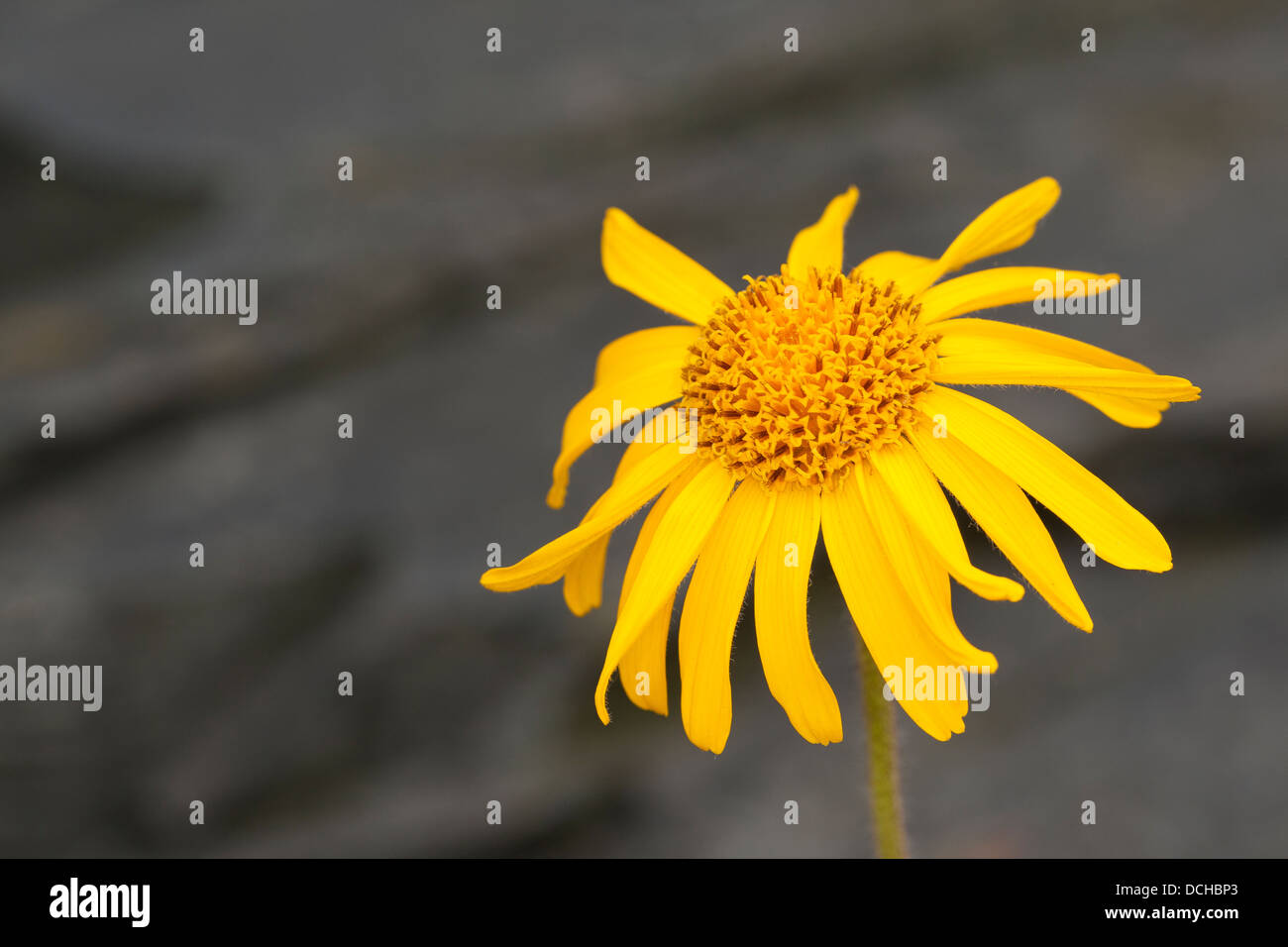 Arnica, Leopard's Bane, lupo's bane, montagna tabacco, echte arnika, bergwohlverleih, berg-wohlverleih, arnica montana Foto Stock