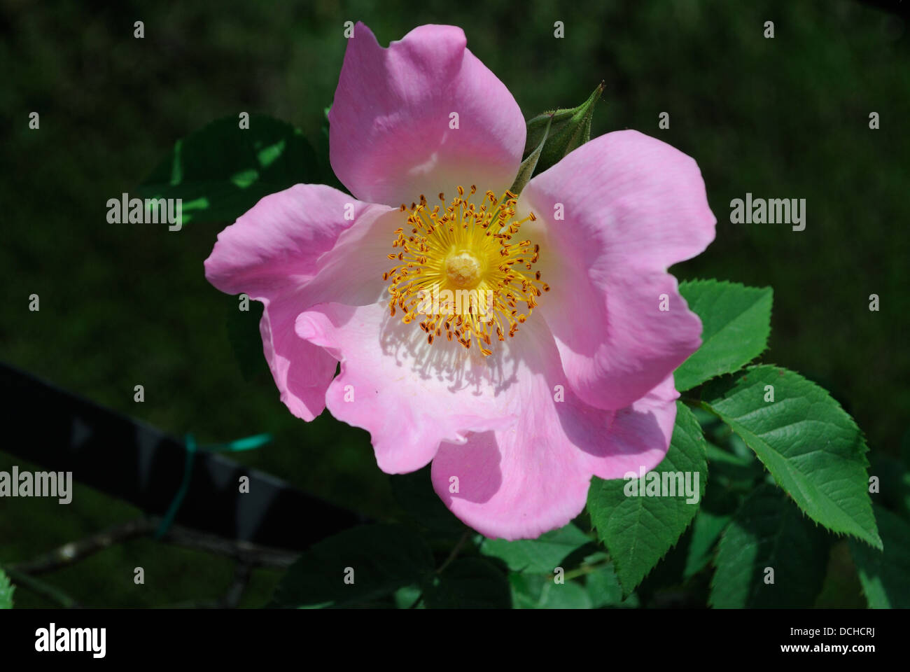 Rose a Rosaleda nel Parco del Retiro di Madrid, Spagna. (Rosa canina) Foto Stock